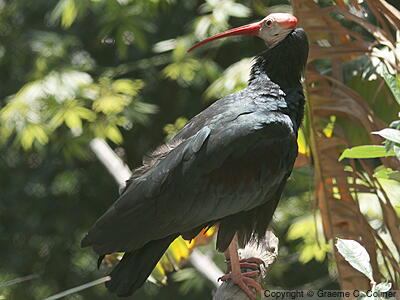 Southern Bald Ibis (Geronticus calvus) - Adult
