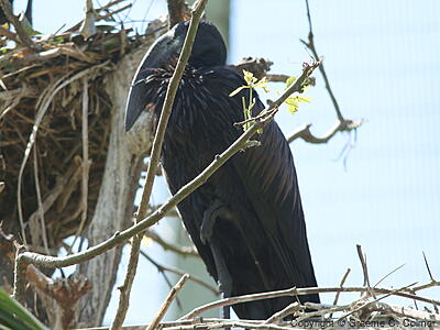 African Openbill (Anastomus lamelligerus) - Adult
