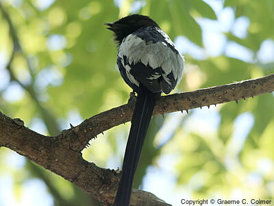 Magpie Shrike (Lanius melanoleucus) - Adult