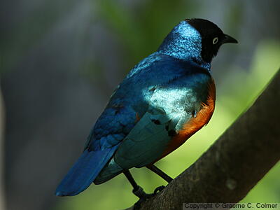 Superb Starling (Lamprotornis superbus) - Adult