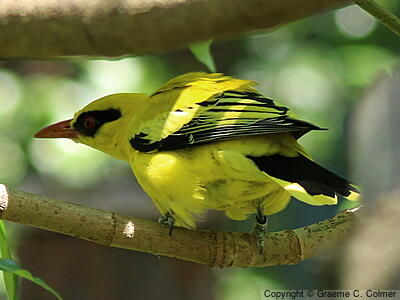 African Golden Oriole (Oriolus auratus) - Adult