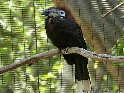 Black-casqued Hornbill (Ceratogymna atrata) - Adult