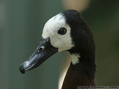 White-faced Whistling-Duck (Dendrocygna viduata) - Adult