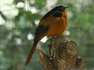White-crowned Robin-Chat (Cossypha albicapillus) - Adult