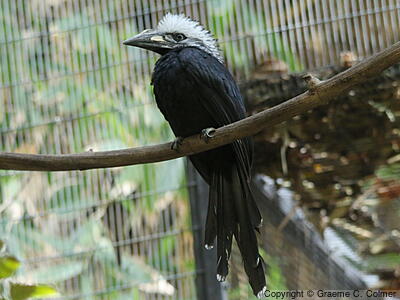 Western Long-tailed Hornbill (Horizocerus albocristatus) - Adult