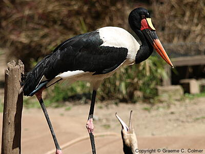 Saddle-billed Stork (Ephippiorhynchus senegalensis) - Adult
