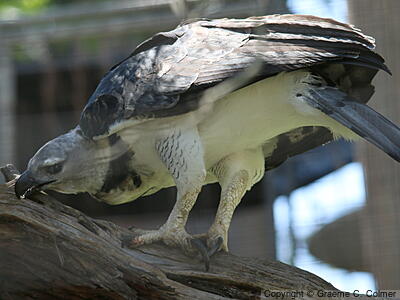 Harpy Eagle (Harpia harpyja) - Adult