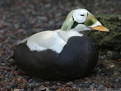 Spectacled Eider (Somateria fischeri) - Male