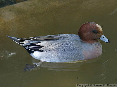 Eurasian Wigeon (Mareca penelope) - Adult male