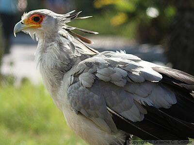 Secretarybird (Sagittarius serpentarius) - Adult