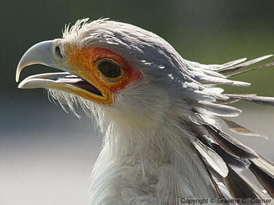 Secretarybird (Sagittarius serpentarius) - Adult