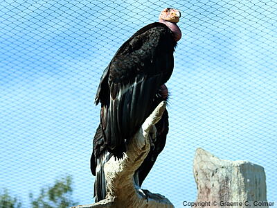 California Condor (Gymnogyps californianus) - Adult