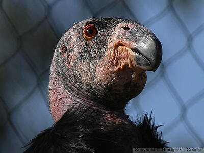 California Condor (Gymnogyps californianus) - Adult