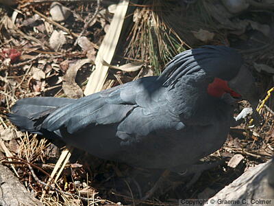 Palm Cockatoo (Probosciger aterrimus) - Adult