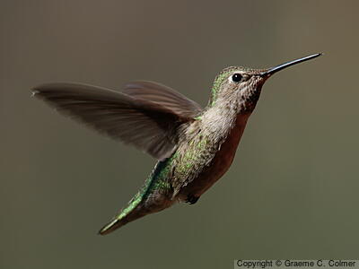 Anna's Hummingbird (Calypte anna) - Adult female