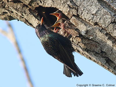 European Starling (Sturnus vulgaris) - Adult at nest with chicks