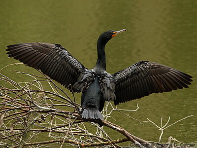 Double-crested Cormorant (Nannopterum auritum) - Adult