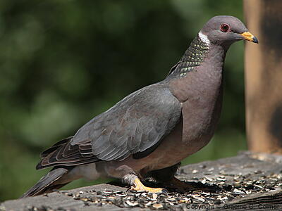Band-tailed Pigeon (Patagioenas fasciata) - Adult