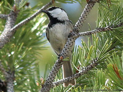 Mountain Chickadee (Poecile gambeli) - Adult