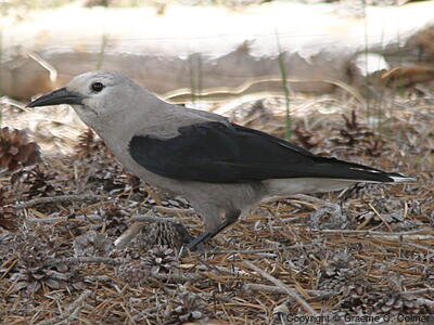 Clark's Nutcracker (Nucifraga columbiana) - Adult