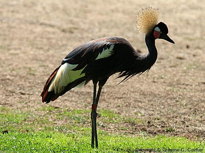 Black Crowned-Crane (Balearica pavonina) - Adult
