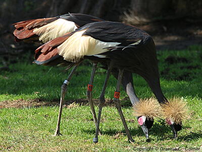 Black Crowned-Crane (Balearica pavonina) - Adults