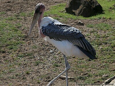 Marabou Stork (Leptoptilos crumenifer) - Adult