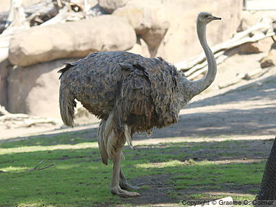 Common Ostrich (Struthio camelus) - Female/Immature