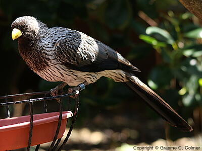 Western Plantain-eater (Crinifer piscator) - Adult