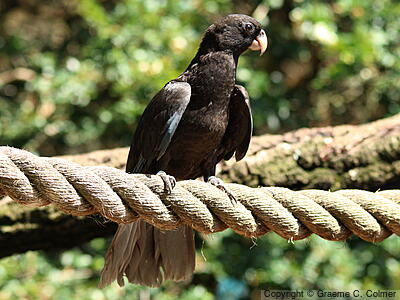 Lesser Vasa Parrot (Coracopsis nigra) - Adult