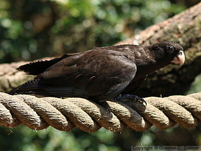 Lesser Vasa Parrot (Coracopsis nigra) - Adult