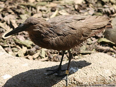 Hamerkop (Scopus umbretta) - Adult
