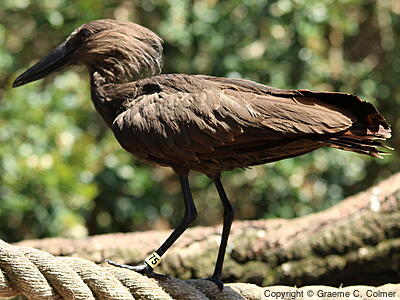 Hamerkop (Scopus umbretta) - Adult