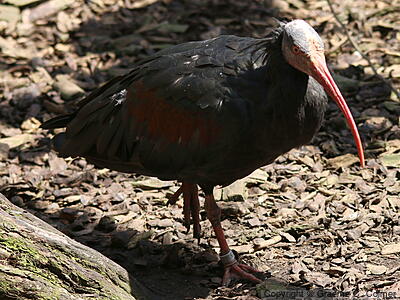 Northern Bald Ibis (Geronticus eremita) - Adult