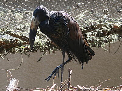 African Openbill (Anastomus lamelligerus) - Adult