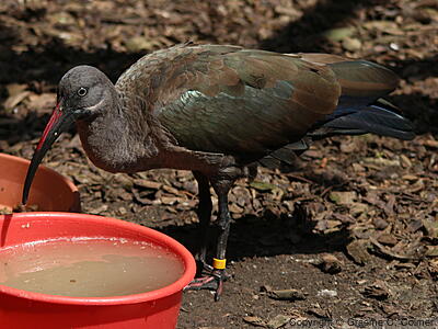 Hadada Ibis (Bostrychia hagedash) - Adult