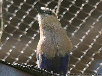 Blue-bellied Roller (Coracias cyanogaster) - Adult