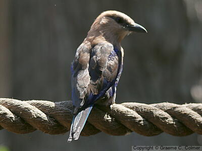 Blue-bellied Roller (Coracias cyanogaster) - Adult