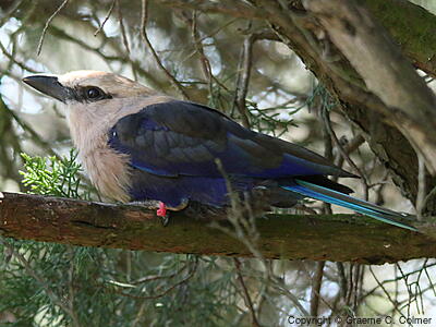 Blue-bellied Roller (Coracias cyanogaster) - Adult