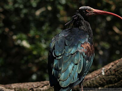 Northern Bald Ibis (Geronticus eremita) - Adult