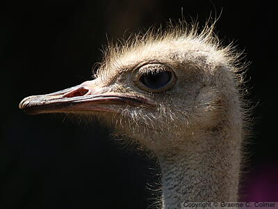 Common Ostrich (Struthio camelus) - Adult