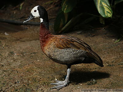 White-faced Whistling-Duck (Dendrocygna viduata) - Adult