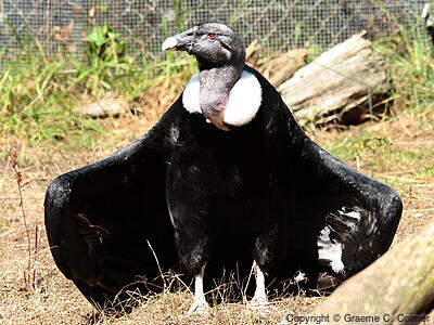 Andean Condor (Vultur gryphus) - Adult female