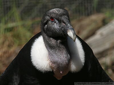 Andean Condor (Vultur gryphus) - Adult female