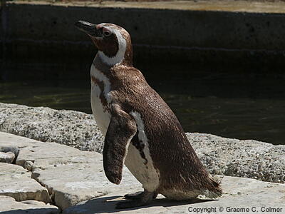 Magellanic Penguin (Spheniscus magellanicus) - Adult