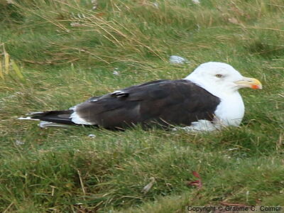 Great Black-backed Gull (Larus marinus) - Breeding adult