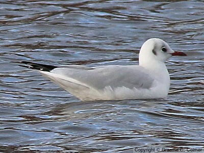 Black-headed Gull (Chroicocephalus ridibundus) - Nonbreeding adult