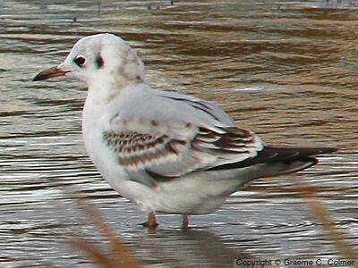 Black-headed Gull (Chroicocephalus ridibundus) - Juvenile