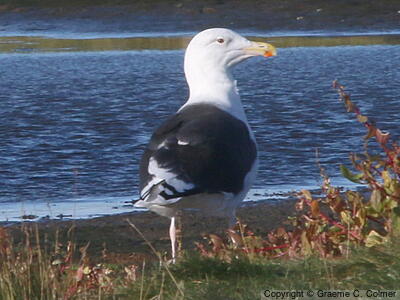 Great Black-backed Gull (Larus marinus) - Breeding adult