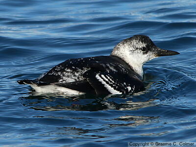 Black Guillemot (Cepphus grylle) - Nonbreeding adult
